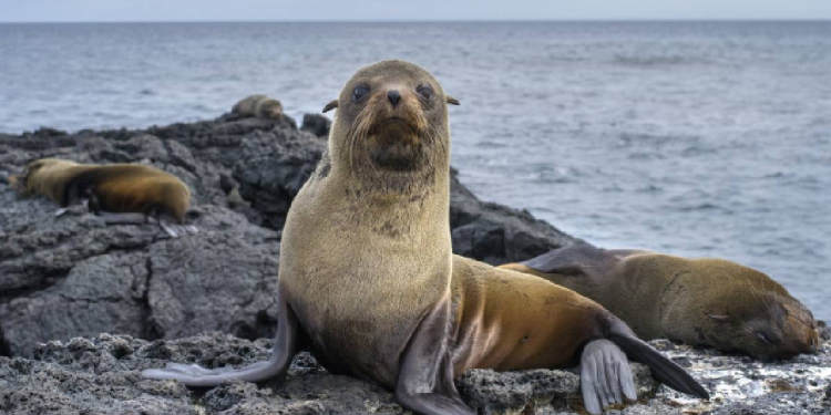 LEONES MARINOS ATACAN A TURISTAS Y LOS CORREN DE PLAYA EN SAN DIEGO