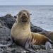 LEONES MARINOS ATACAN A TURISTAS Y LOS CORREN DE PLAYA EN SAN DIEGO