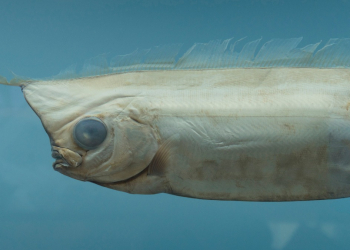 ¿RELACIÓN CON EL SISMO EN LOS ÁNGELES? APARECE “PEZ DEL JUICIO FINAL” EN COSTAS DE SAN DIEGO