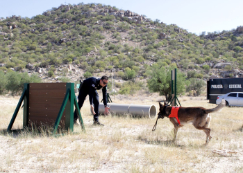 PARTICIPAN BINOMIOS CANINOS DE LA POLICÍA ESTATAL EN OPERATIVOS CONTRA EL DELITO