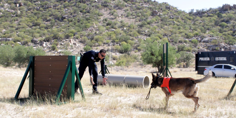 PARTICIPAN BINOMIOS CANINOS DE LA POLICÍA ESTATAL EN OPERATIVOS CONTRA EL DELITO
