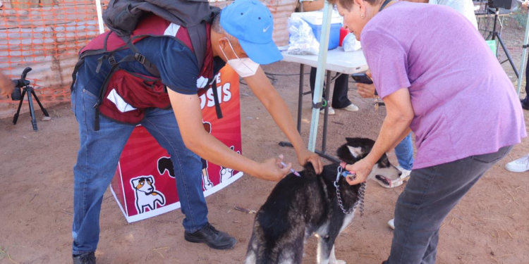 CON ÉXITO DIO INICIO EN CAJEME LA JORNADA DE SALUD CANINA Y FELINA
