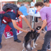 CON ÉXITO DIO INICIO EN CAJEME LA JORNADA DE SALUD CANINA Y FELINA