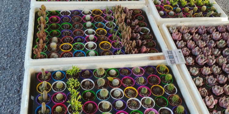 INICIA CON GRAN ÉXITO LA EXPO CACTUS Y SUCULENTAS 2024