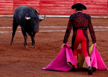 ¿LAS CORRIDAS DE TOROS LLEGAN A SU FIN? ESTO DIJO SHEINBAUM SOBRE PROTECCIÓN ANIMAL