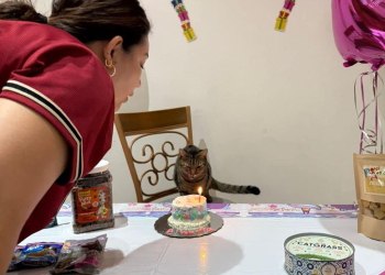 FESTEJAN CUMPLEAÑOS DE GATITA ALBERTA