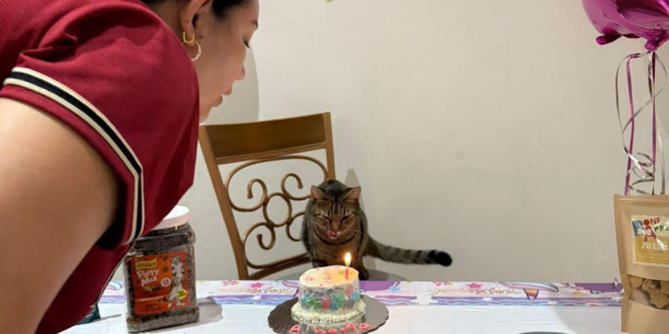 FESTEJAN CUMPLEAÑOS DE GATITA ALBERTA