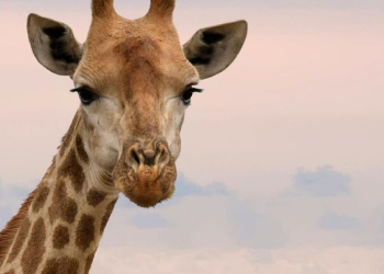 DESAPARECE JIRAFA DEL ZOOLÓGICO DE CULIACÁN