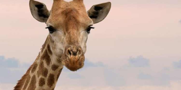 DESAPARECE JIRAFA DEL ZOOLÓGICO DE CULIACÁN