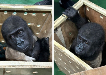 BEBÉ GORILA ES RESCATADO DEL MERCADO NEGRO Y SU CARITA LO DICE TODO