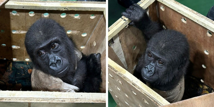 BEBÉ GORILA ES RESCATADO DEL MERCADO NEGRO Y SU CARITA LO DICE TODO