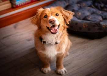 ¡TREMENDO! UN LOMITO SUBE A LO ALTO DE LA PIRÁMIDE DE CHICHÉN ITZÁ Y SE REÚNE CON SU ‘BANDA’