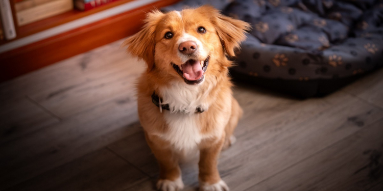 ¡TREMENDO! UN LOMITO SUBE A LO ALTO DE LA PIRÁMIDE DE CHICHÉN ITZÁ Y SE REÚNE CON SU ‘BANDA’