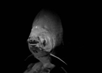 CAPTURAN PEZ CON ATERRADORA FORMA DE ALIEN