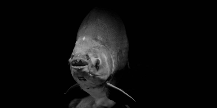 CAPTURAN PEZ CON ATERRADORA FORMA DE ALIEN