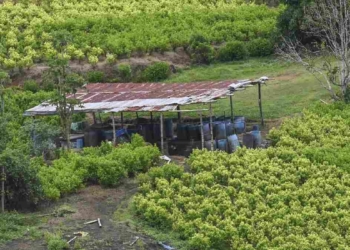 PAÍSES LATINOAMERICANOS PRESIONAN A LA ONU PARA LEGALIZAR LA HOJA DE COCA