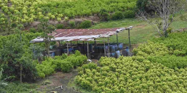 PAÍSES LATINOAMERICANOS PRESIONAN A LA ONU PARA LEGALIZAR LA HOJA DE COCA