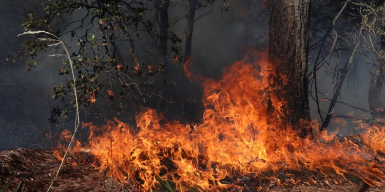 MÉXICO REGISTRA 123 INCENDIOS FORESTALES ACTIVOS