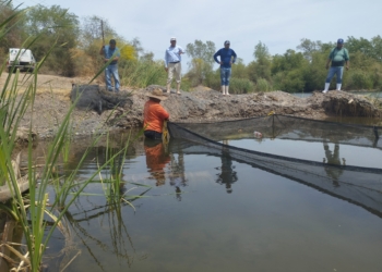 MUNICIPIO DE CAJEME IMPULSA LA CONSERVACIÓN DEL BAGRE YAQUI