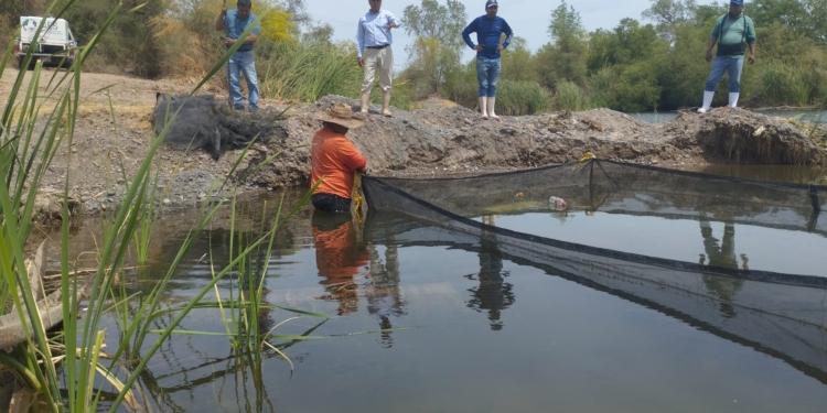 MUNICIPIO DE CAJEME IMPULSA LA CONSERVACIÓN DEL BAGRE YAQUI