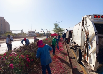 REALIZA IMAGEN URBANA PODA POR SEGURIDAD Y MANTENIMIENTO DE BUGAMBILIAS EN LA SALIDA SUR DE CAJEME