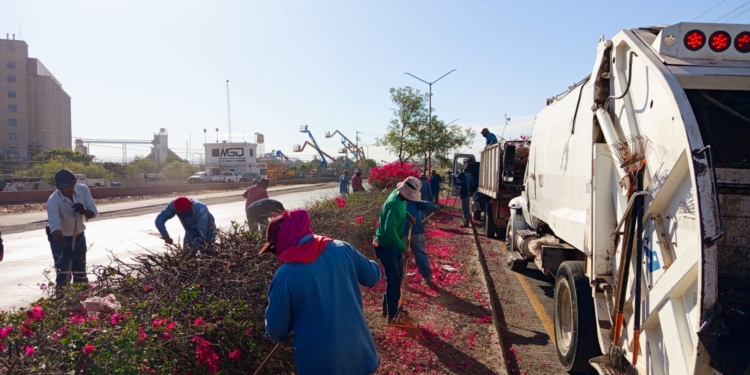 REALIZA IMAGEN URBANA PODA POR SEGURIDAD Y MANTENIMIENTO DE BUGAMBILIAS EN LA SALIDA SUR DE CAJEME