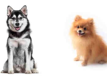 NO CORTES EL PELO DE TU PERRO, ES NECESARIO PARA ELLOS