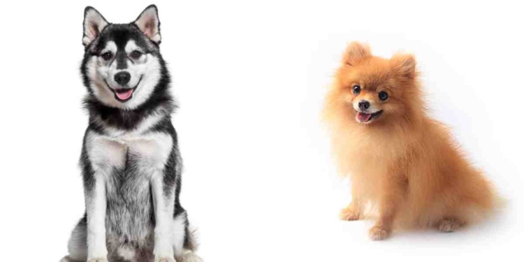 NO CORTES EL PELO DE TU PERRO, ES NECESARIO PARA ELLOS