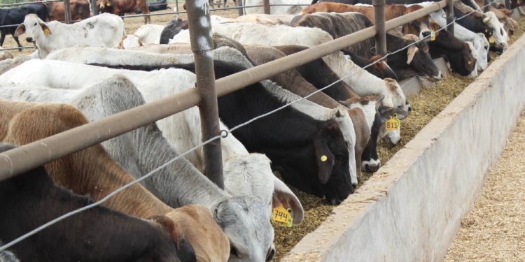 EE.UU. FRENA ENTRADA DE GANADO MEXICANO POR PLAGA CON PERDIDAS MILLONARIAS