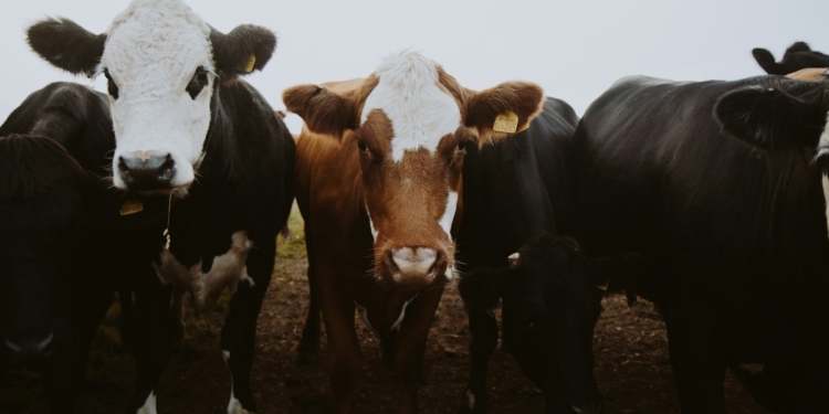 CRUZAN A EE.UU. LAS PRIMERAS CABEZAS DE GANADO MEXICANO TRAS REAPERTURA DE FRONTERA