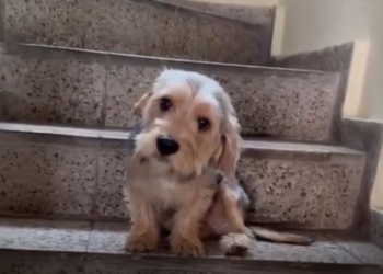 PERRITO DE RAZA SCHNAUZER SE HACE VIRAL POR RECIBIR REGAÑO