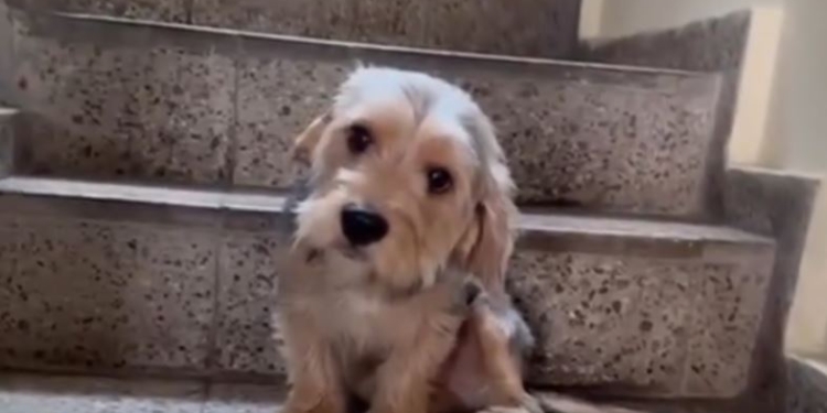 PERRITO DE RAZA SCHNAUZER SE HACE VIRAL POR RECIBIR REGAÑO