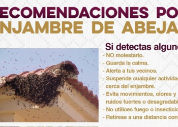 EXHORTA GOBIERNO DE SONORA A REPORTAR PRESENCIA DE ENJAMBRES DE ABEJAS AL 9-1-1