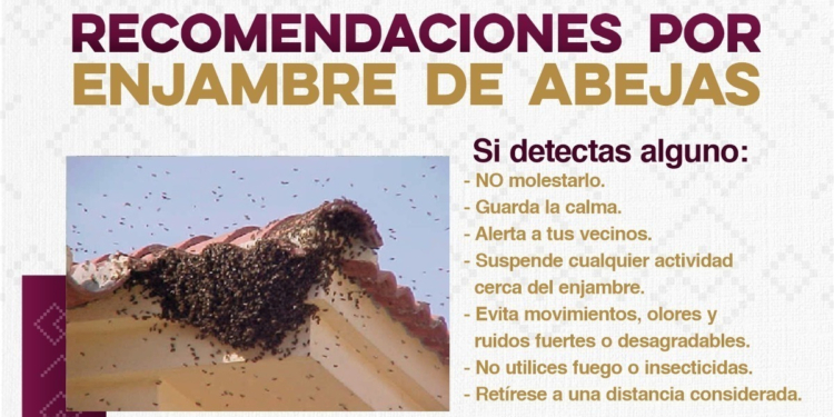 EXHORTA GOBIERNO DE SONORA A REPORTAR PRESENCIA DE ENJAMBRES DE ABEJAS AL 9-1-1