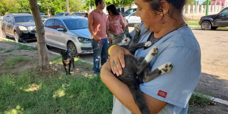 REALIZA SALUD MUNICIPAL JORNADA DE ESTERILIZACIÓN Y VACUNACIÓN DE MASCOTAS EN CÓCORIT