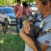REALIZA SALUD MUNICIPAL JORNADA DE ESTERILIZACIÓN Y VACUNACIÓN DE MASCOTAS EN CÓCORIT