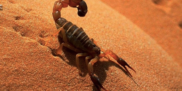 NIÑA MUERE POR PICADURA DE ALACRÁN EN HERMOSILLO