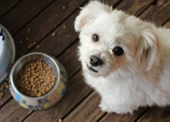 PROPONEN ELIMINAR EL IVA EN ALIMENTOS Y MEDICINAS PARA MASCOTAS
