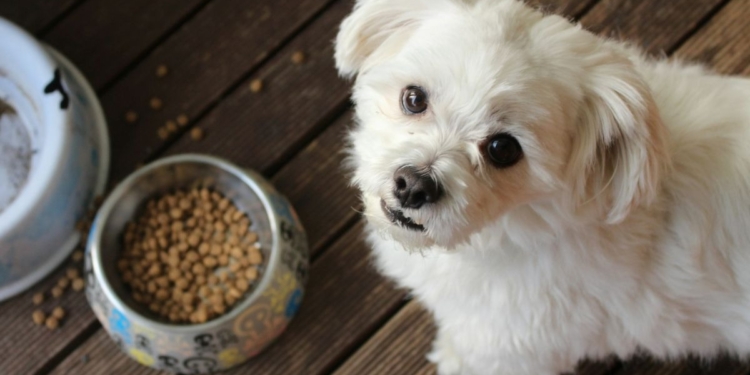 PROPONEN ELIMINAR EL IVA EN ALIMENTOS Y MEDICINAS PARA MASCOTAS