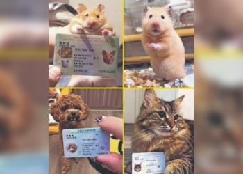 HONG KONG LANZA INE PARA MASCOTAS Y LAS REDES NO PUEDEN CON TANTA TERNURA