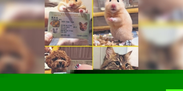 HONG KONG LANZA INE PARA MASCOTAS Y LAS REDES NO PUEDEN CON TANTA TERNURA