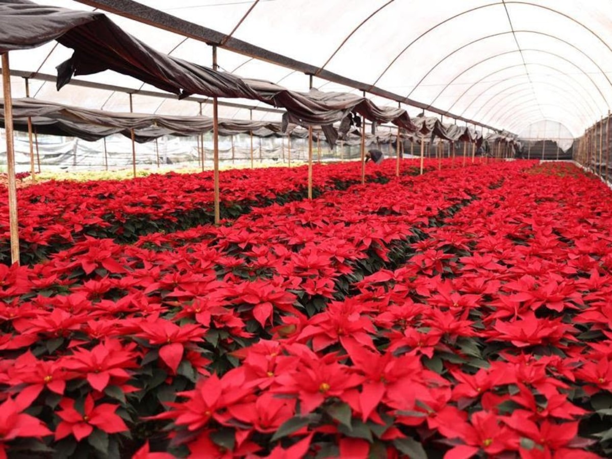 ¡SABÍAS QUE LA FLOR DE NOCHEBUENA, EN LATÍN SIGNIFICA ‘LA MÁS BELLA’ Y EN NÁHUATL ‘FLOR DE CUERO’¡