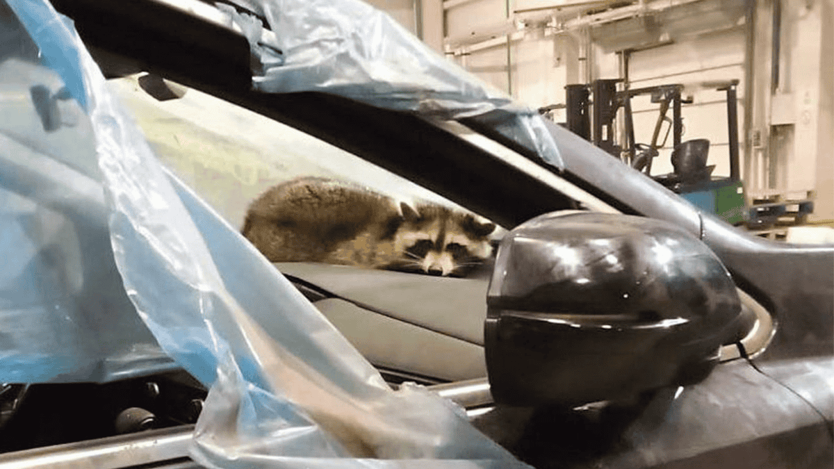 ¡SE QUIZO IR DE VACACIONES! MAPACHE POLIZONTE VIAJA DE EE. UU. HASTA BIELORRUSIA