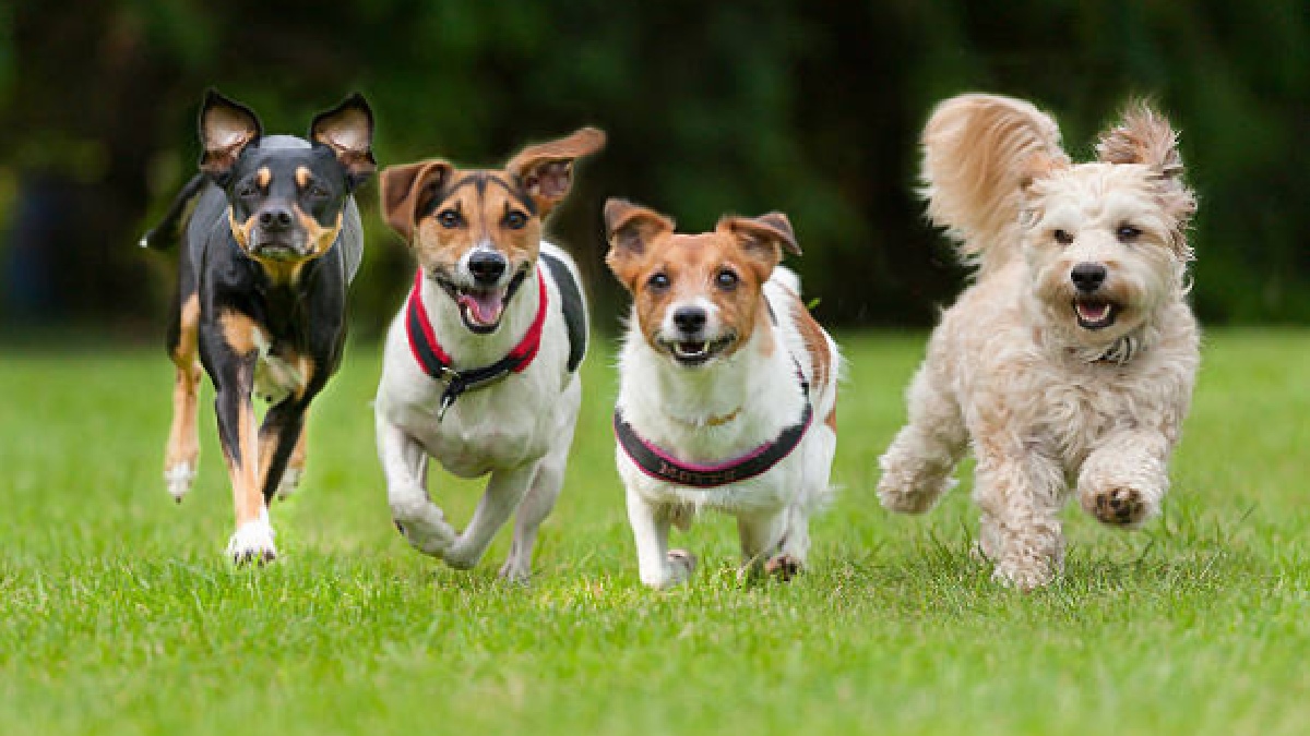 PERROS ESCAPAN DE PRESUNTO ROBO EN CHINA Y RECORREN 17 KM PARA REGRESAR A CASA