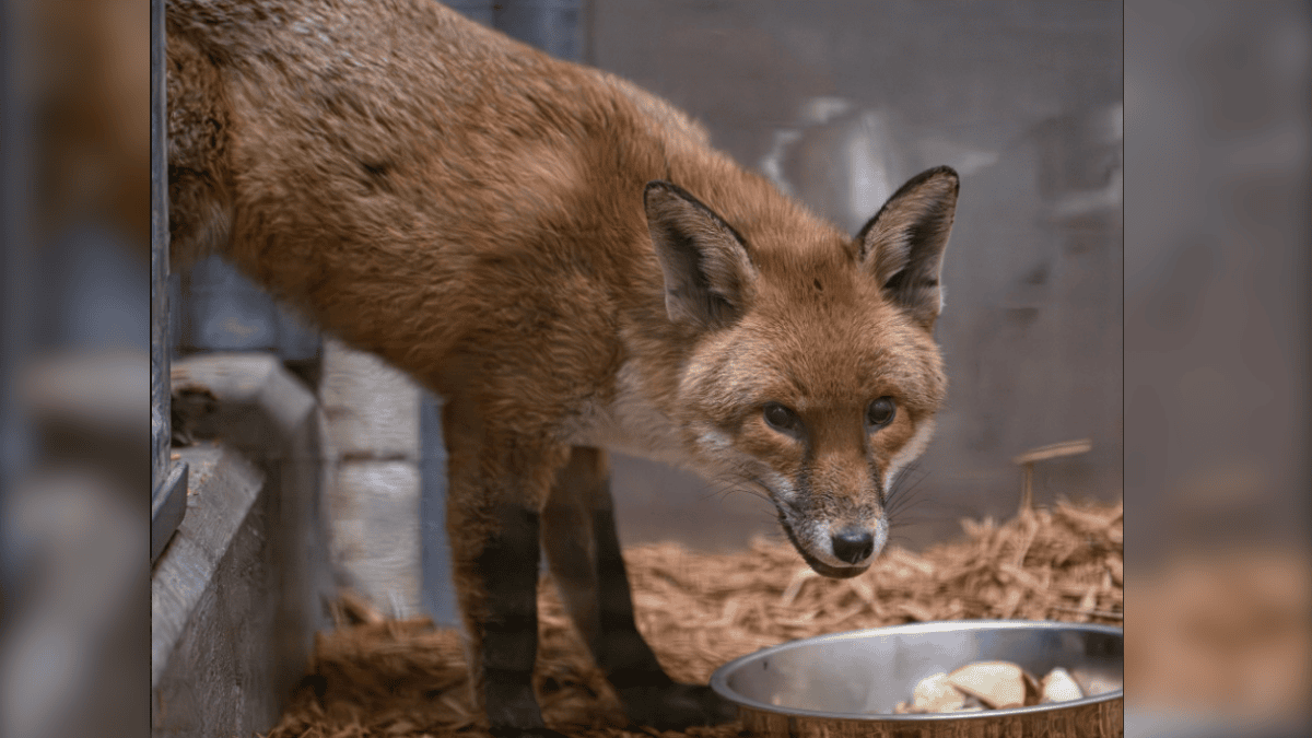 ZORRO ROJO ABORDA BARCO EN INGLATERRA Y APARECE EN PUERTO DE NUEVA YORK