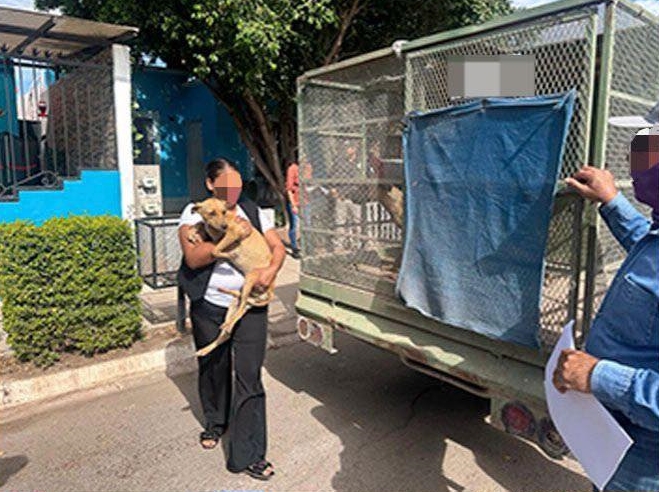 RESCATA FGJES A DOS CANINOS EN PROBABLE SITUACIÓN DE MALTRATO EN CIUDAD OBREGÓN
