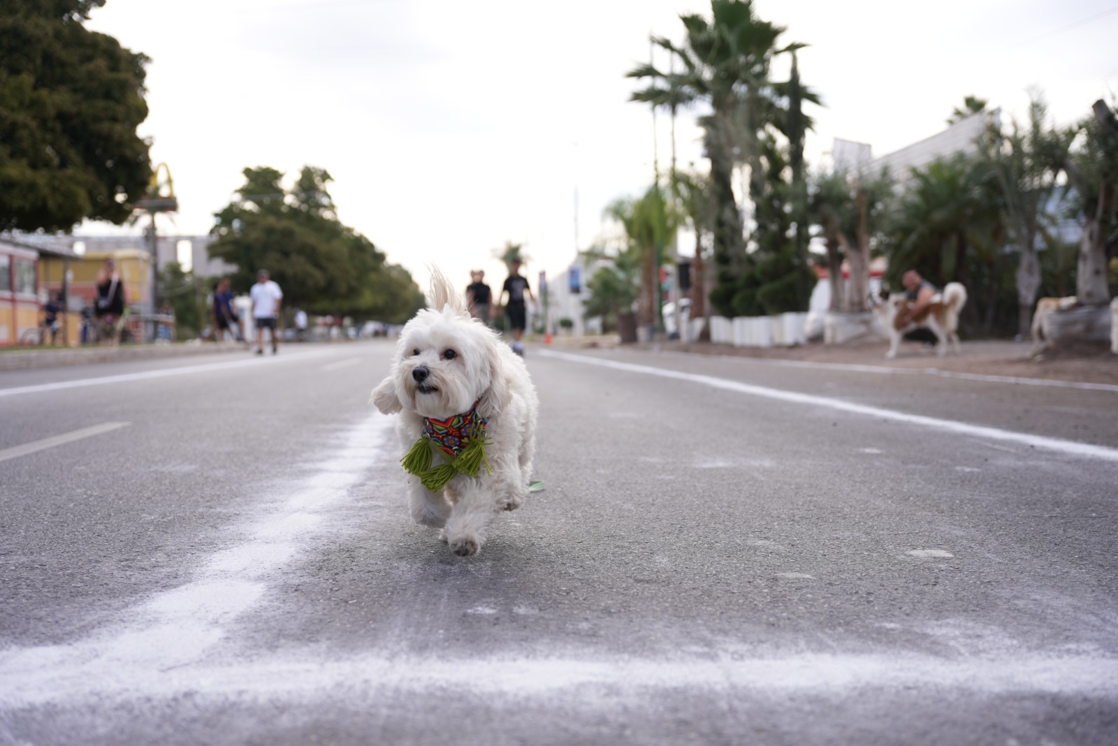 CARRERA DE MASCOTAS LLENA DE ALEGRÍA EL DOMINGUEANDO EN BICI Y +