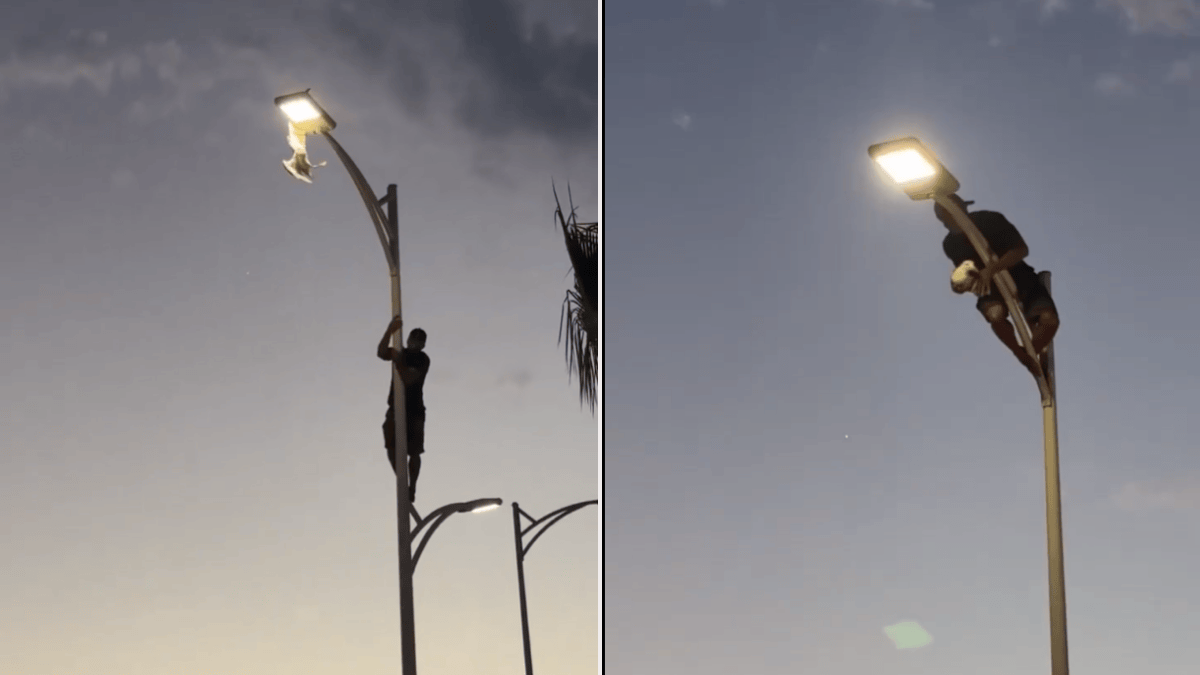 JOVEN SE VISTE DE HÉROE AL TREPAR LUMINARIA PARA RESCATAR UNA GAVIOTA ATRAPADA