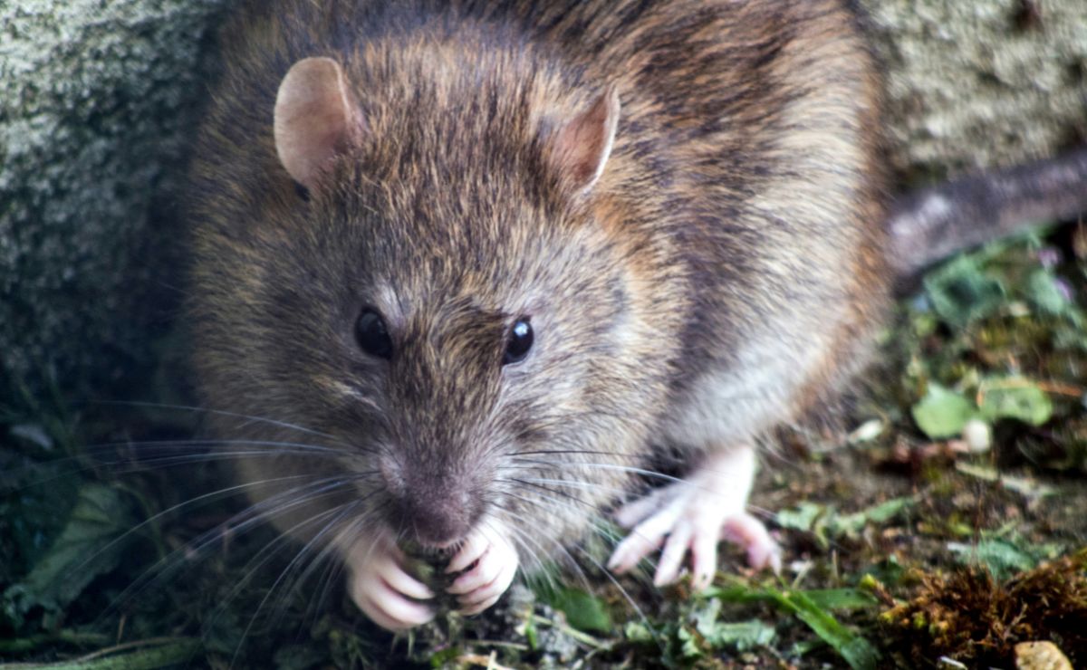 SECRETARÍA DE SALUD EMITE AVISO EPIDEMIOLÓGICO POR HANTAVIRUS