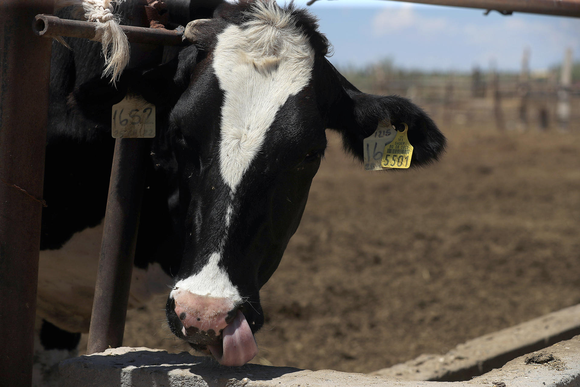 CIERRE DE EE.UU. A GANADO POR GUSANO BARRENADOR CUESTA A MÉXICO MIL 850 MILLONES DE DÓLARES
